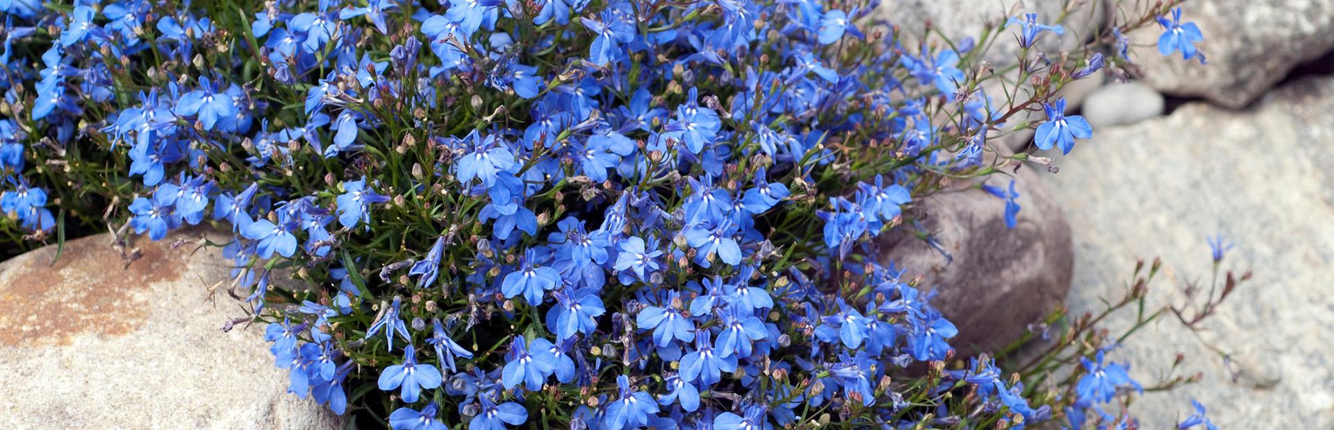 Slajd 1 - niebieskie kwiaty